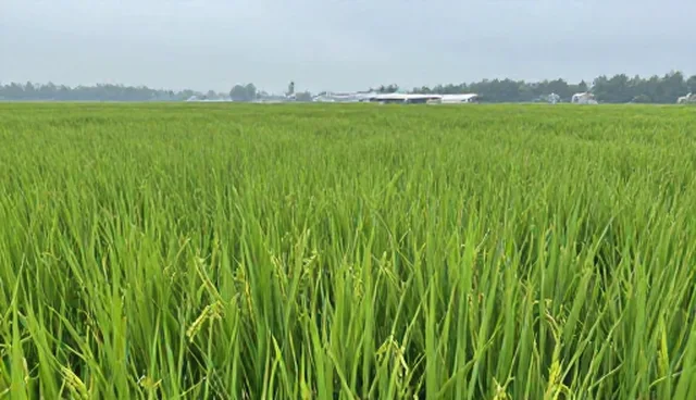 优质水稻种苗的适用条件及使用维护建议