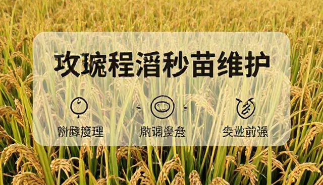 水稻种苗种植过程中常见问题及应对措施